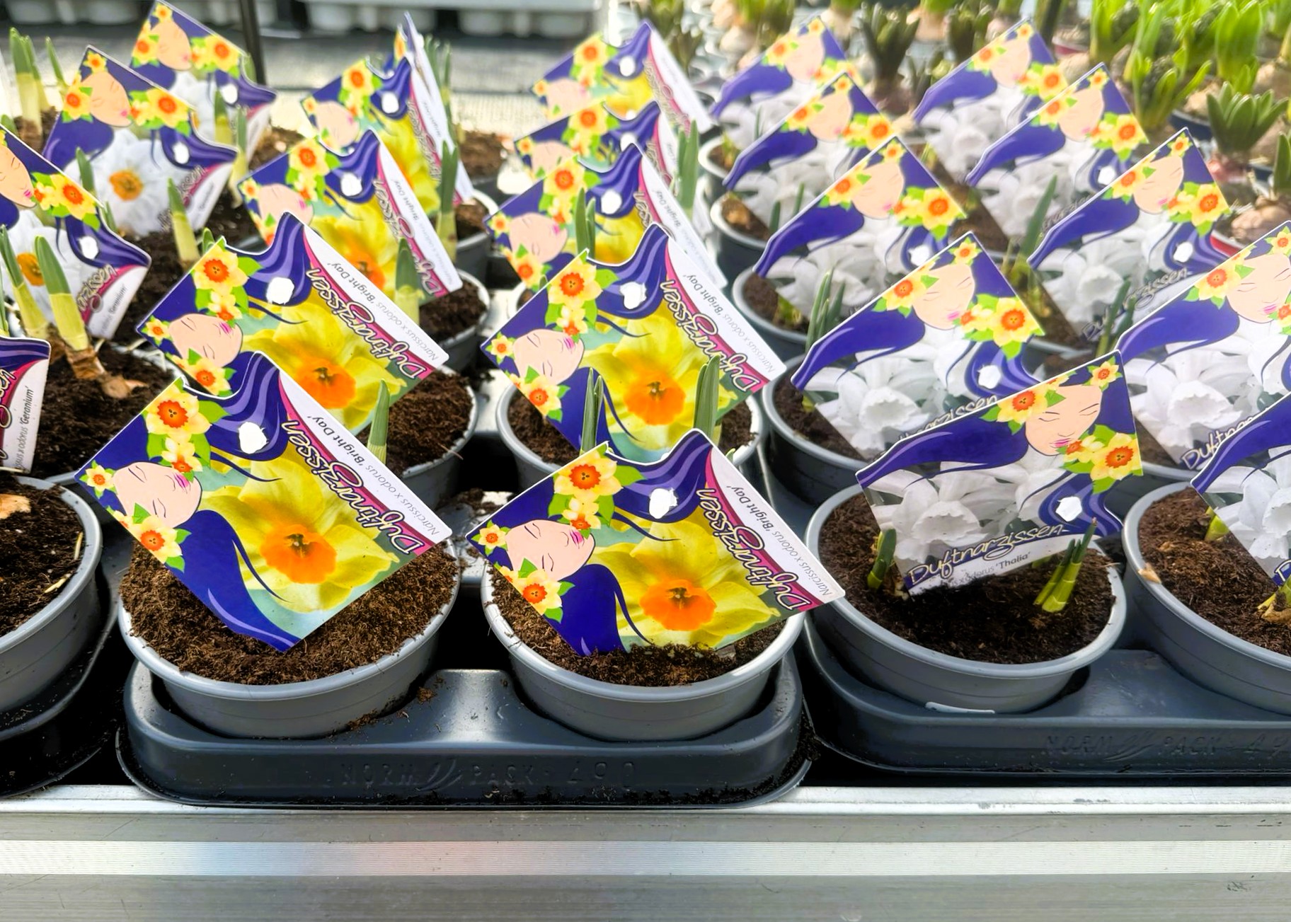 Monheimer Blumenmarkt